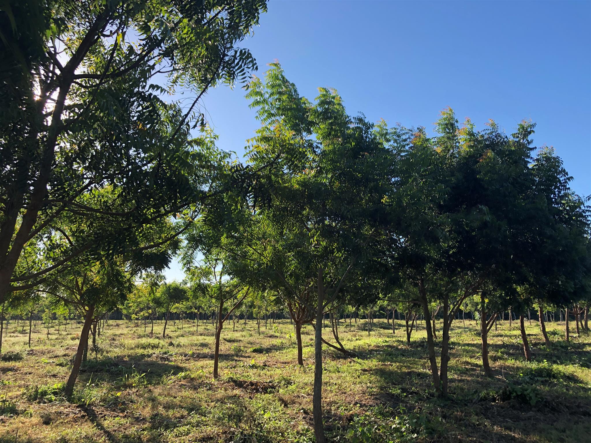 Primal Group & The Neem Tree A Diversified Agricultural Opportunity